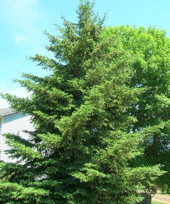 Black Hills Spruce (bundle of 25)