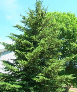 Black Hills Spruce (bundle of 25)
