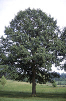 Swamp White Oak (bundle of 25)