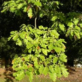 White Oak (bundle of 25)