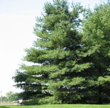 Eastern White Pine (bundle of 25)