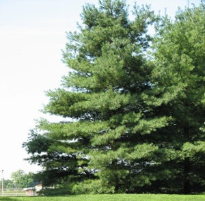 Eastern White Pine (bundle of 25)