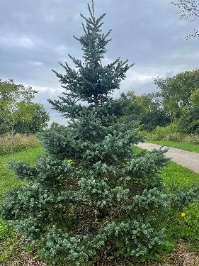 White Spruce (bundle of 25)