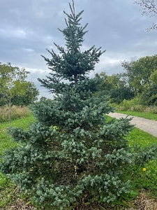 White Spruce (bundle of 25)