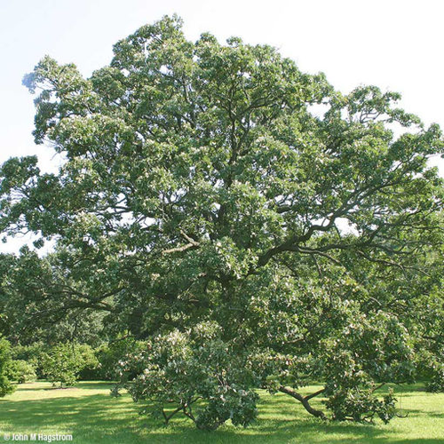 Burr Oak (bundle of 25)