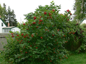 Highbush Cranberry (bundle of 25)