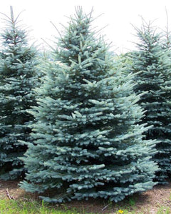 Colorado Blue Spruce (bundle of 25)