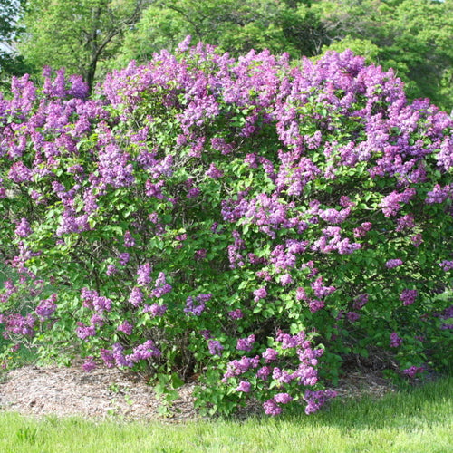 Common Lilac (bundle of 25)