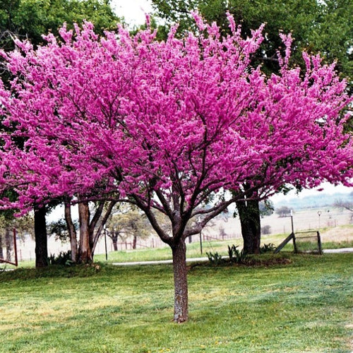 Eastern Redbud (bundle of 25)