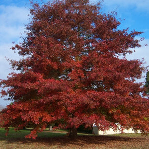Northern Red Oak (bundle of 25)