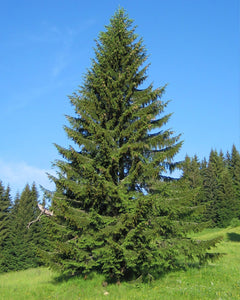 Norway Spruce (bundle of 25)