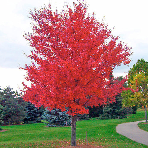 Red Maple (bundle of 25)