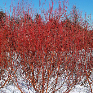 Red Osier Dogwood (bundle of 25)