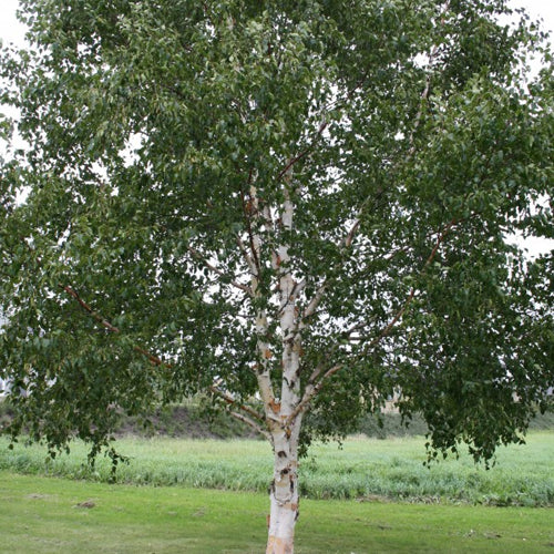 Whitespire Birch (bundle of 25)